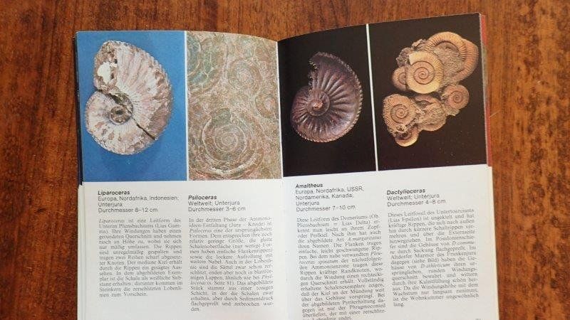 Bücher: Fossilien Bücher – Gebraucht aus Rickenbach BL von Oktober68 8