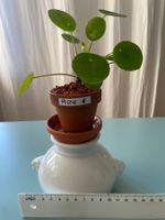 Pilea, Geldbaum/ Dollar- Jungpflanze 1