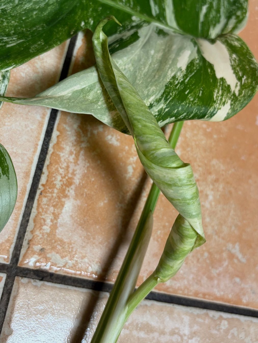 Plantes & graines: Monstera variegata, bewurzelter Steckling – Neuf (Voir description) à Winterthur par Aniger 3