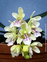 Sedirea Japonica Orchidee