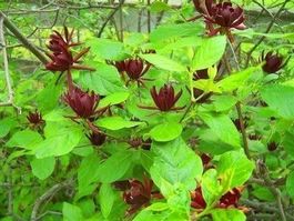 Arbre Pompadour (PARFUM DE CANNELLE)
