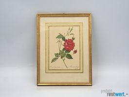 Rosenbild in Rahmen Bengale von REDOUTÉ