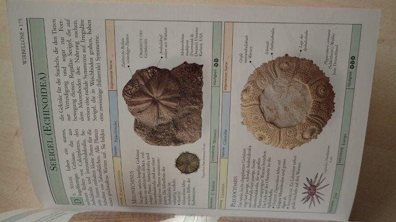 Libri: Fossilien Bestimmungsbuch – Usato da Rickenbach BL venduto da Oktober68 4