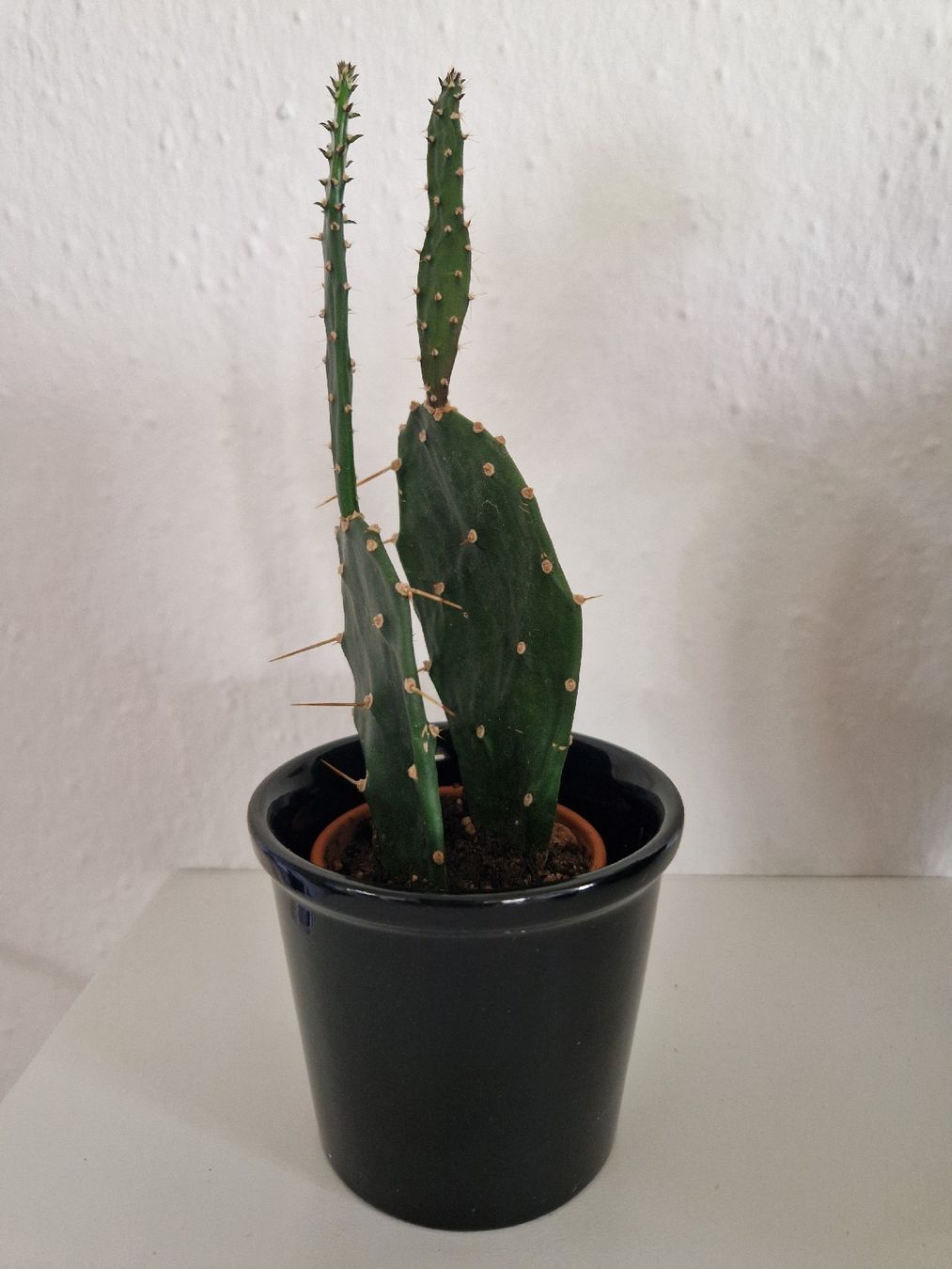 Piante & sementi: Kaktus Opuntia – Usato da Triengen venduto da KittyKat6 1