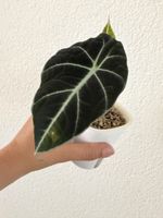 Alocasia Black Velvet im SB-Topf