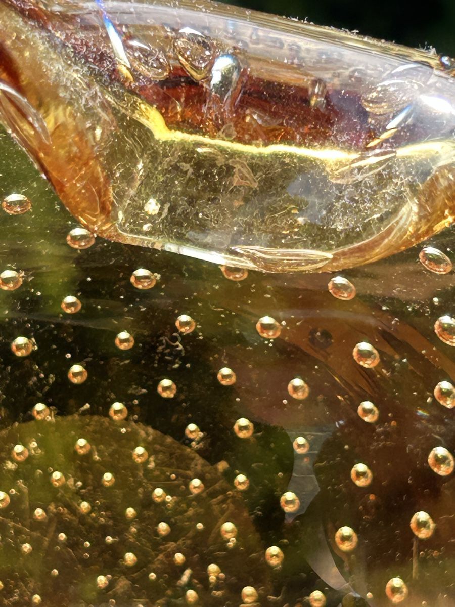 Murano Coupes: Murano-Süßigkeitenhalter aus Bernsteinglas – D'occasion à Losone par del_yh97 8