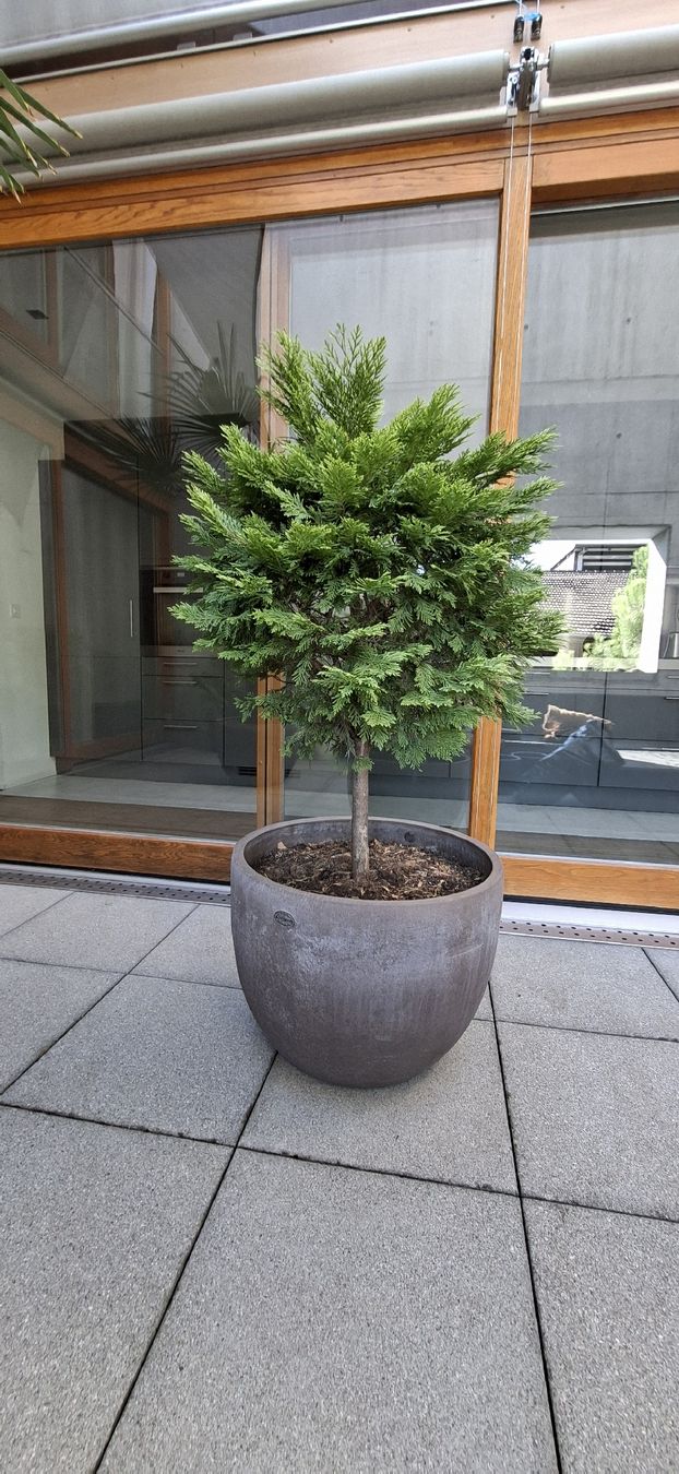 Plantes & graines: Thuja Lebensbaum mit Topf 46H 60 B – D'occasion à Riehen par Valflyfi