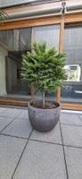 Thuja Lebensbaum mit Topf 46H 60 B