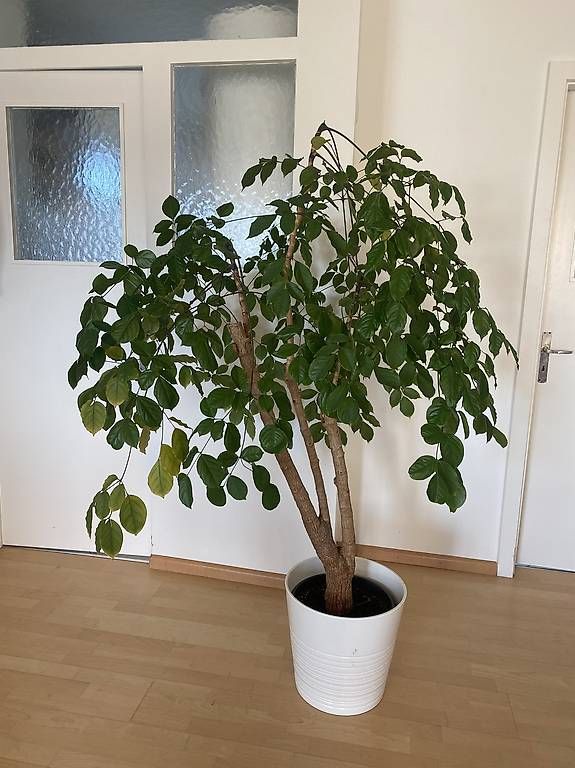 Plantes & graines:  Schöne Zimmerpflanze/ Baum – D'occasion à Zürich par ricazh8