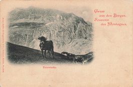 Gruss aus den Bergen Thierstudie