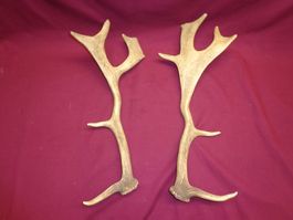 Hirsch, Geweih, Trophäe, Horn, Dekoration Abwurfstangen Hund