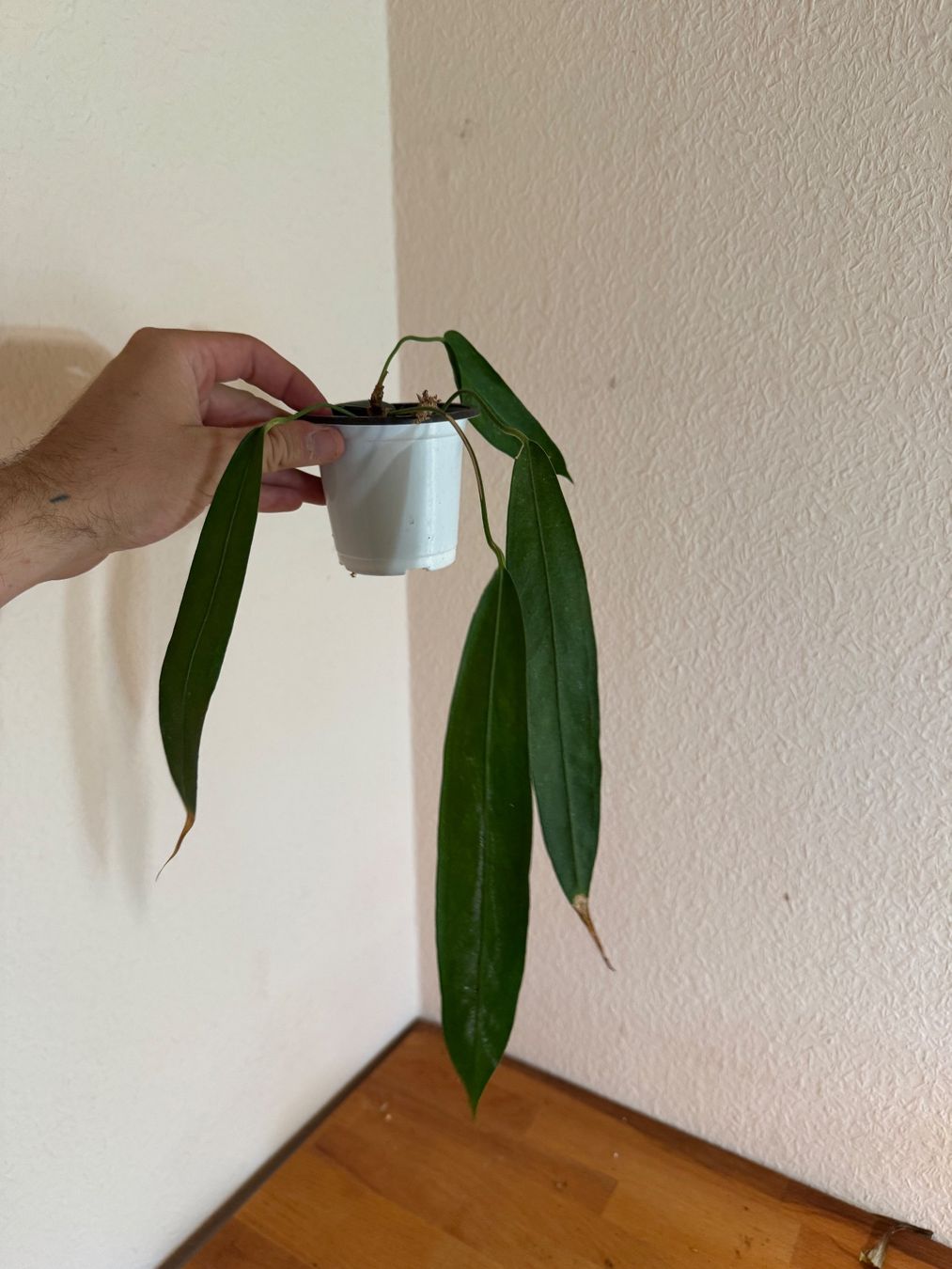 Piante & sementi: Anthurium wendlingeri – Usato da Männedorf venduto da mrclst