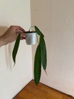 Anthurium wendlingeri