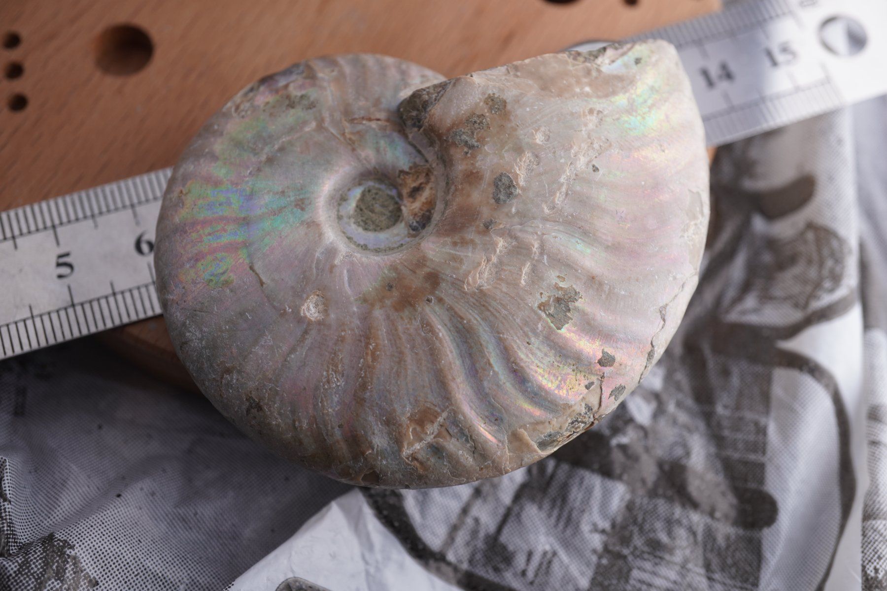 Minéraux & Lithothérapie: Ammonit  Opalisiert   Wunderschön  ca  70mm – Neuf avec emballage d'origine à Eschenbach SG par topstone 5