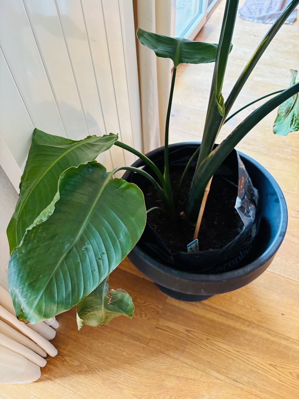 Pflanzen & Samen: Strelitzia Nicolai (letzte Chance!) – Gebraucht aus Zürich von keegstra 2
