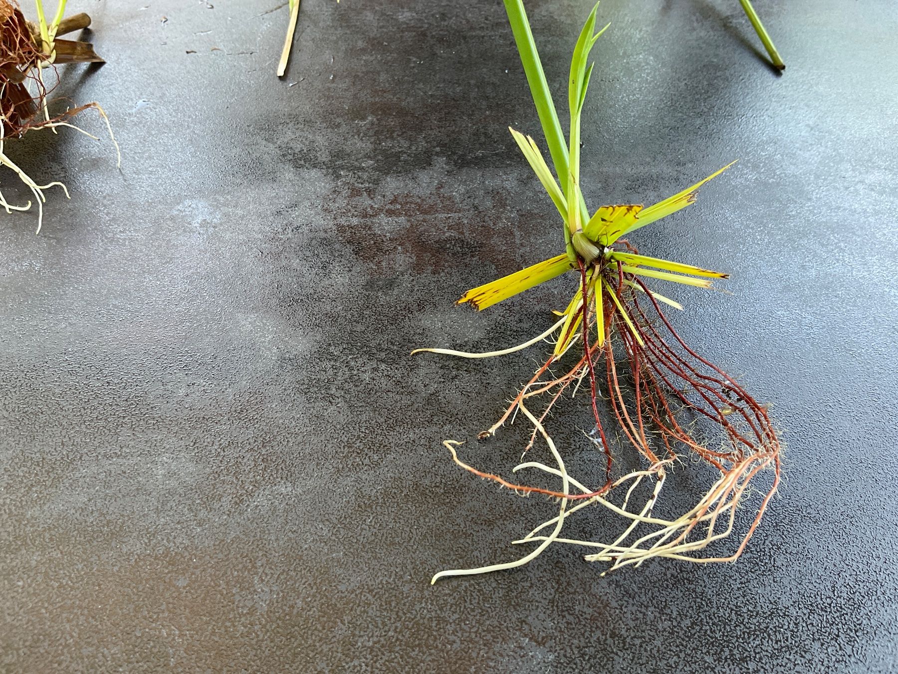 Piante & sementi: Papyrus 1x bouture prête à être planté – Nuovo e nell'imballaggio originale da Avenches venduto da Tinkey 4
