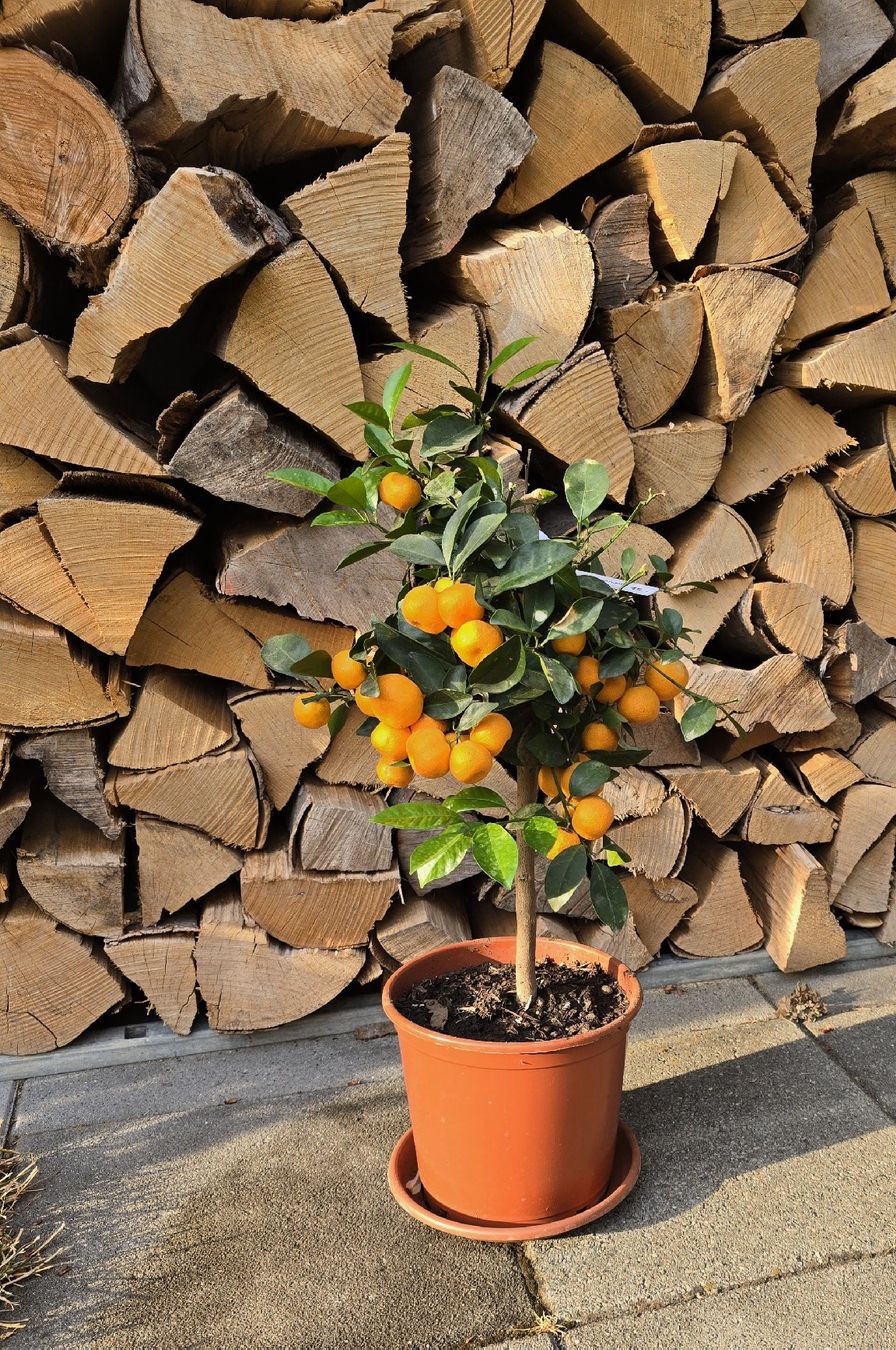 Plantes & graines: Hübsches Calamondin Bäumchen  – Neuf (Voir description) à Aarburg par popkorn65 3