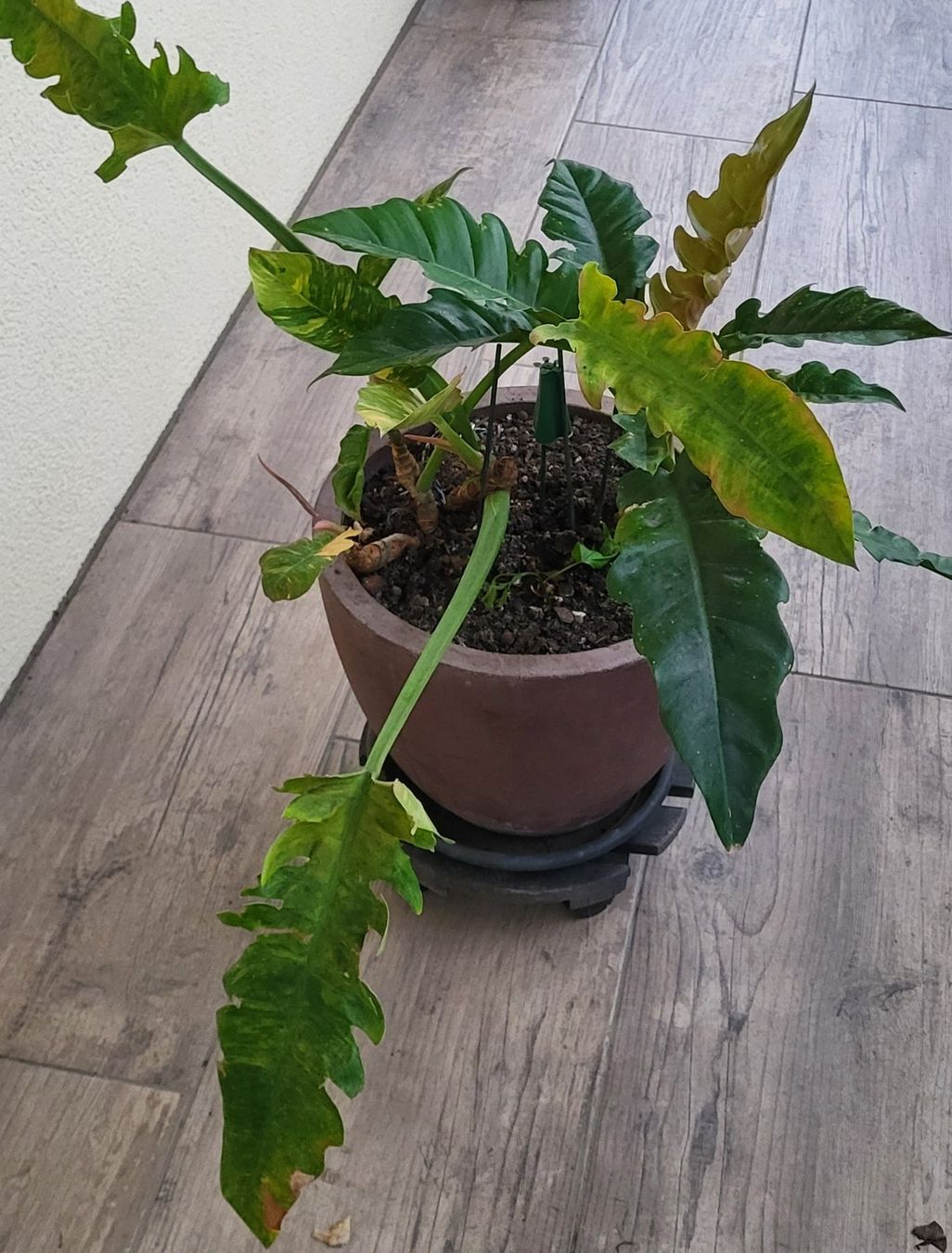 Piante & sementi: 2 im einem Philodendron ring of fire – Usato da islikon venduto da mir_8cbw 5