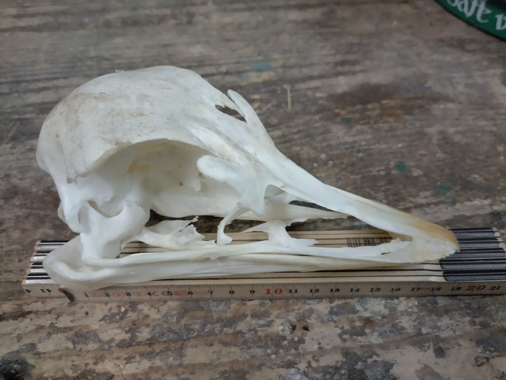 Il mondo degli animali: Schädel Vogelstrauss – Usato da Wettingen venduto da Bwalti
