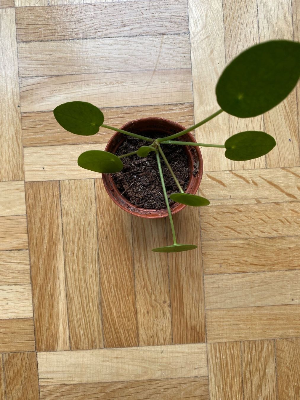 Piante & sementi: Ufopflanze Pilea peperomioides Baby – Usato da Affoltern am Albis venduto da Michi_1414 1