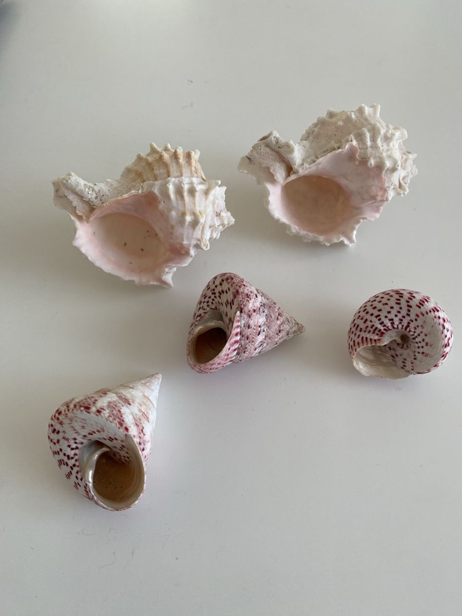 Fossilien: Muscheln 5 Stk für Deko – Neu (gemäss Beschreibung) aus Brugg AG von Honeybee6 2