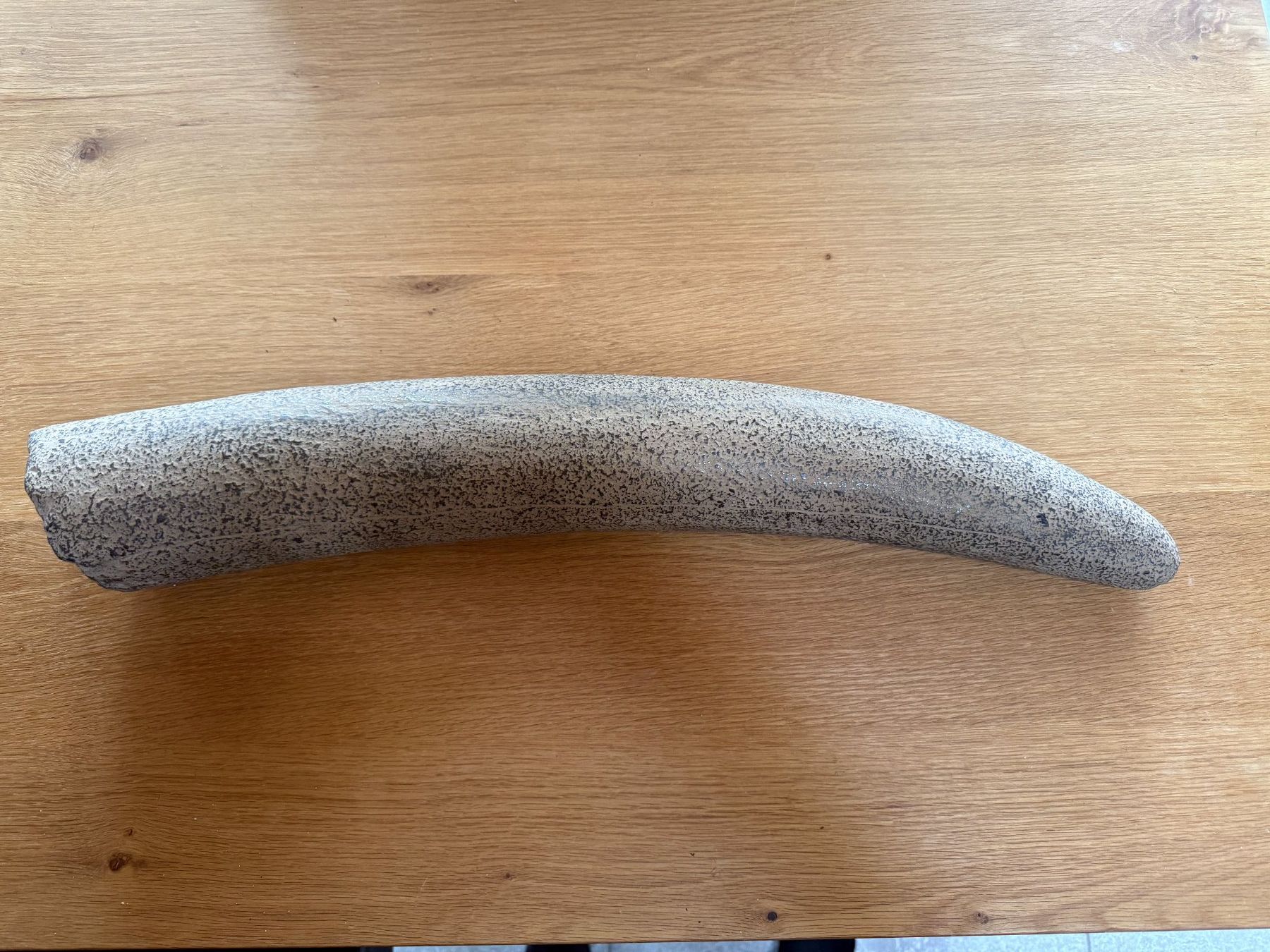 Fossili: spektakulärer Stegodon Stosszahn – Usato da schüpfen venduto da rica122 2