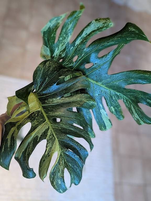 Piante & sementi: Monstera Ocean Mint – Usato da Faulensee venduto da plantmama