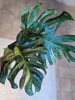 Monstera Ocean Mint
