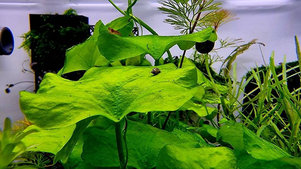 Esche: 57. Nymphoides sp. 'Taiwan' – Usato da Schwyz venduto da zpm3atlantis