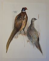 Willy Eugen Bär  Litho. Nr. handsign. Tier-Motiv,  50x40cm
