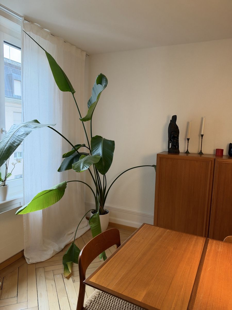 Plantes & graines: Strelizia – D'occasion à Zürich par FabiSali