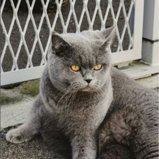 Profile image of Cztephan