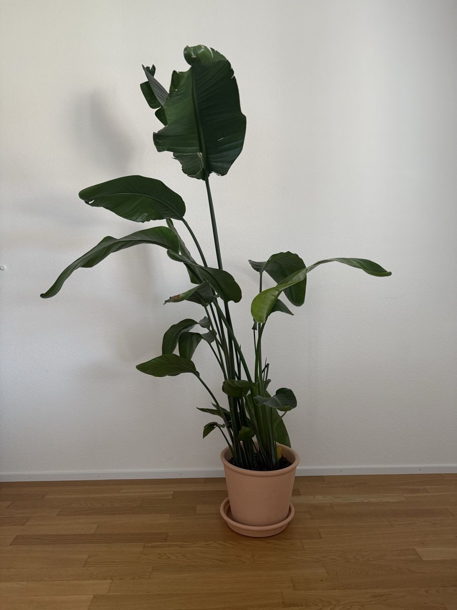 Pflanzen & Samen: STRELITZIA plant  – Neu (gemäss Beschreibung) aus Basel von ina_c9yy