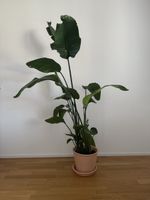STRELITZIA plant 
