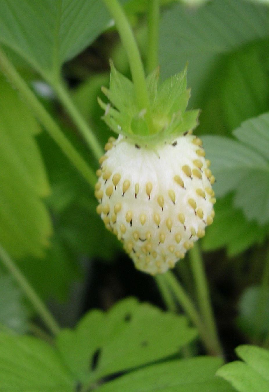 Pflanzen & Samen: Fraise des bois JAUNE-BLANC RARE 30g – Neu (gemäss Beschreibung) aus Bremblens von FIBONACCI369
