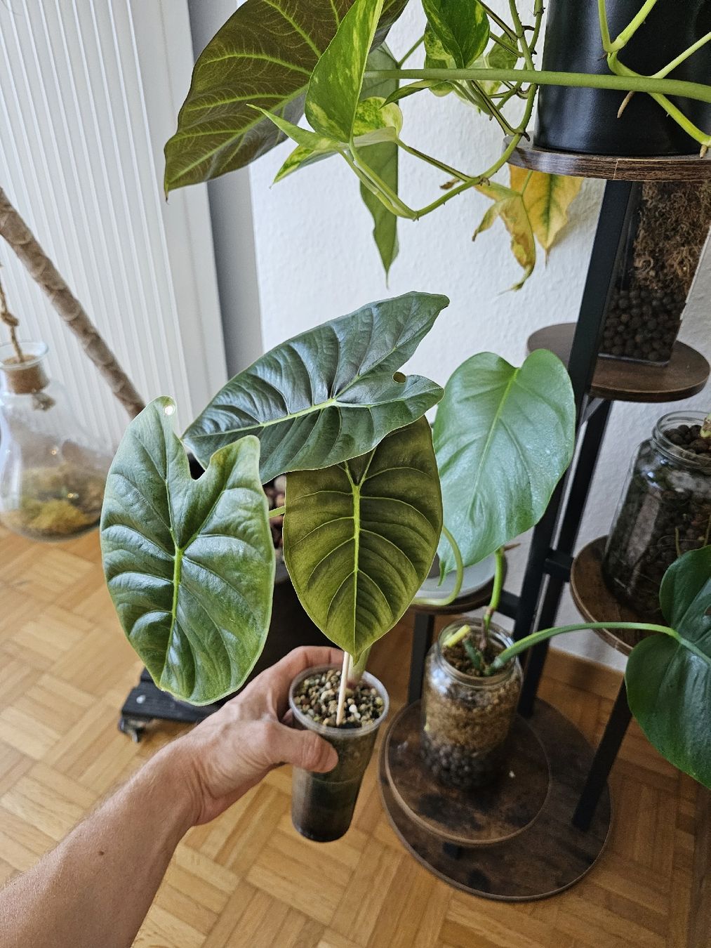 Pflanzen & Samen: Alocasia Golden bone  – Neu (gemäss Beschreibung) aus Utzenstorf von Dac_mk