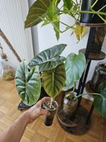 Alocasia Golden bone 