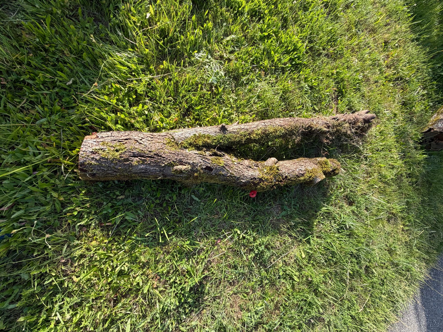 Articoli in legno: Holzstamm Zwetschgen verwittert – Usato da Huttwil venduto da Burk3 6