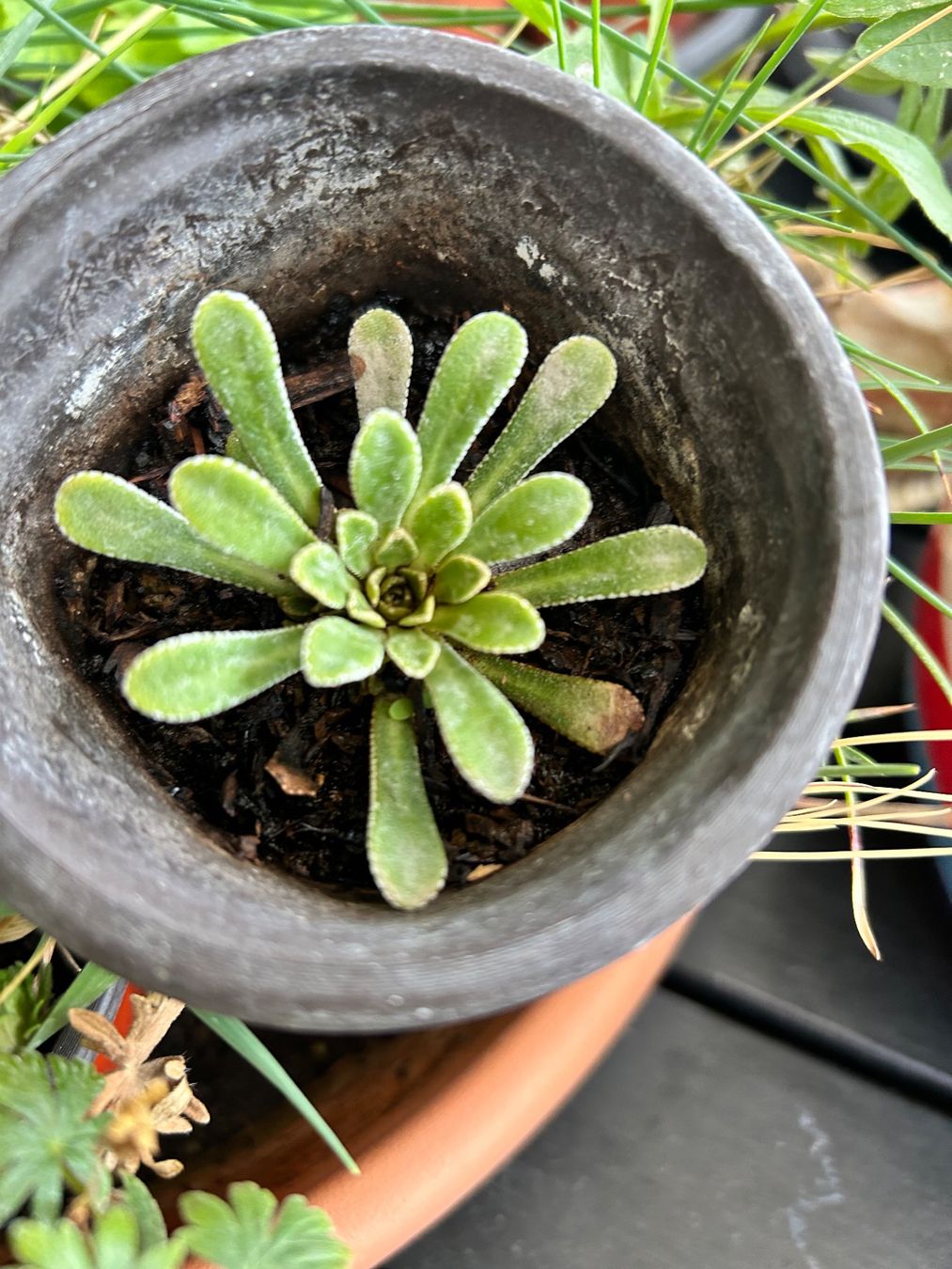 Piante & sementi: LÖFFELBLÄTTRIGER STEINBRECH - SAXIFRAGA COCHLEARIS RCHB. – Nuovo (secondo la descrizione) da Buchs AG venduto da fischli610 8