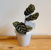 Calathea Makoyana (Nr. 1)