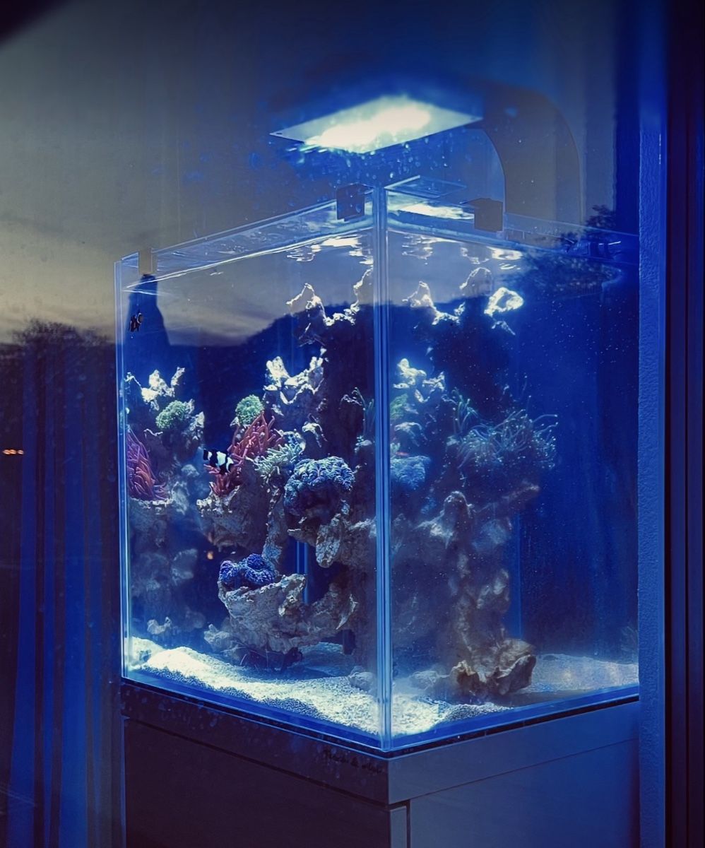 Acquari: Auflösung Aqaurium – Usato da Eglisau venduto da Christian_2006