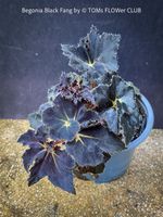 Begonia Black Fang - seltene schwarze Begonien-Schönheit