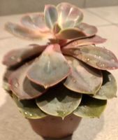 Sukkulente Echeveria PERLE VON NÜRNBENG