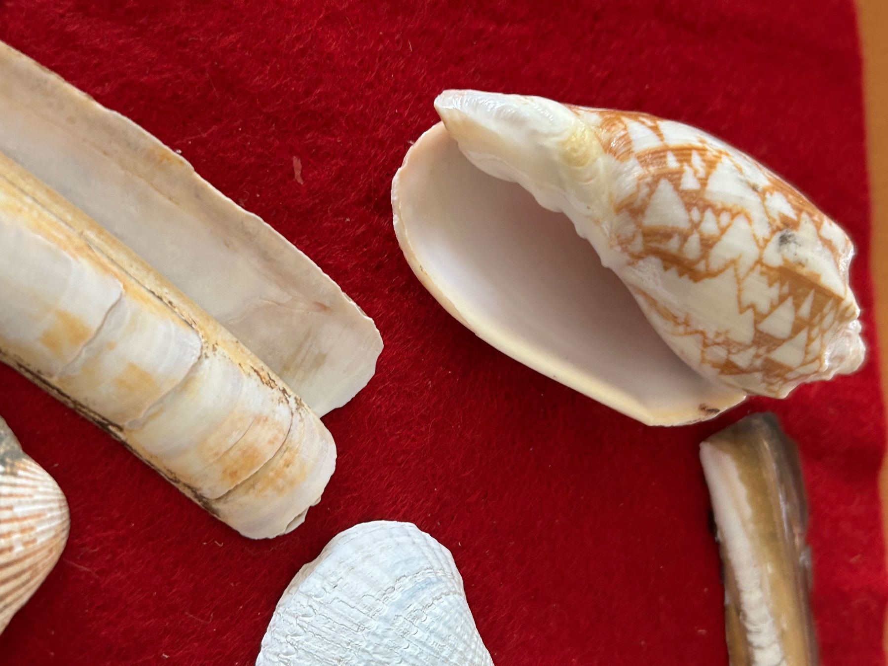 Kit bricolage: Muscheln zum Basteln – Usato da Olten venduto da Pablo7 4