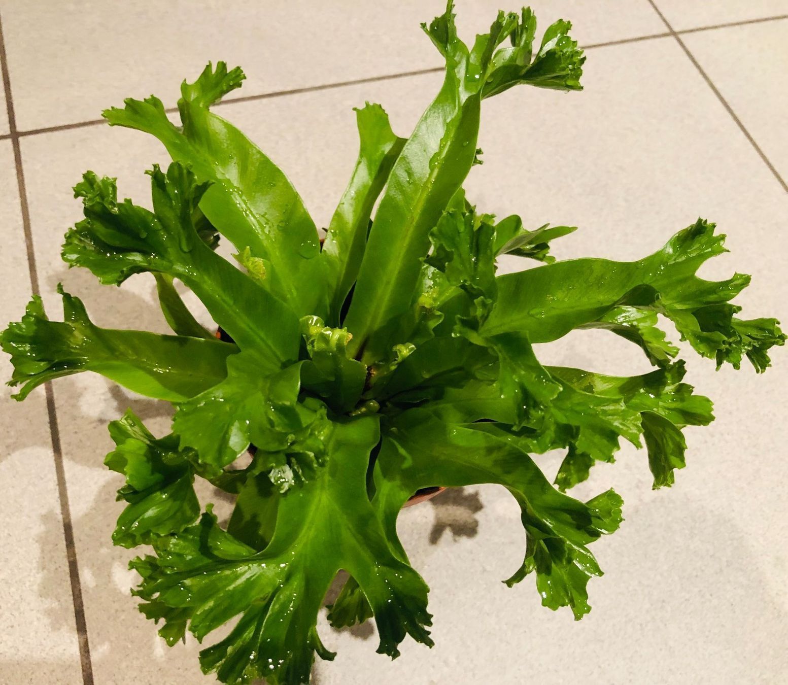 Pflanzen & Samen: Nestfarn “ASPLENIUM NIDUS” 20 cm Zimmer – Neu und originalverpackt aus Rovio von POSITIFFARTandPLANTS 6