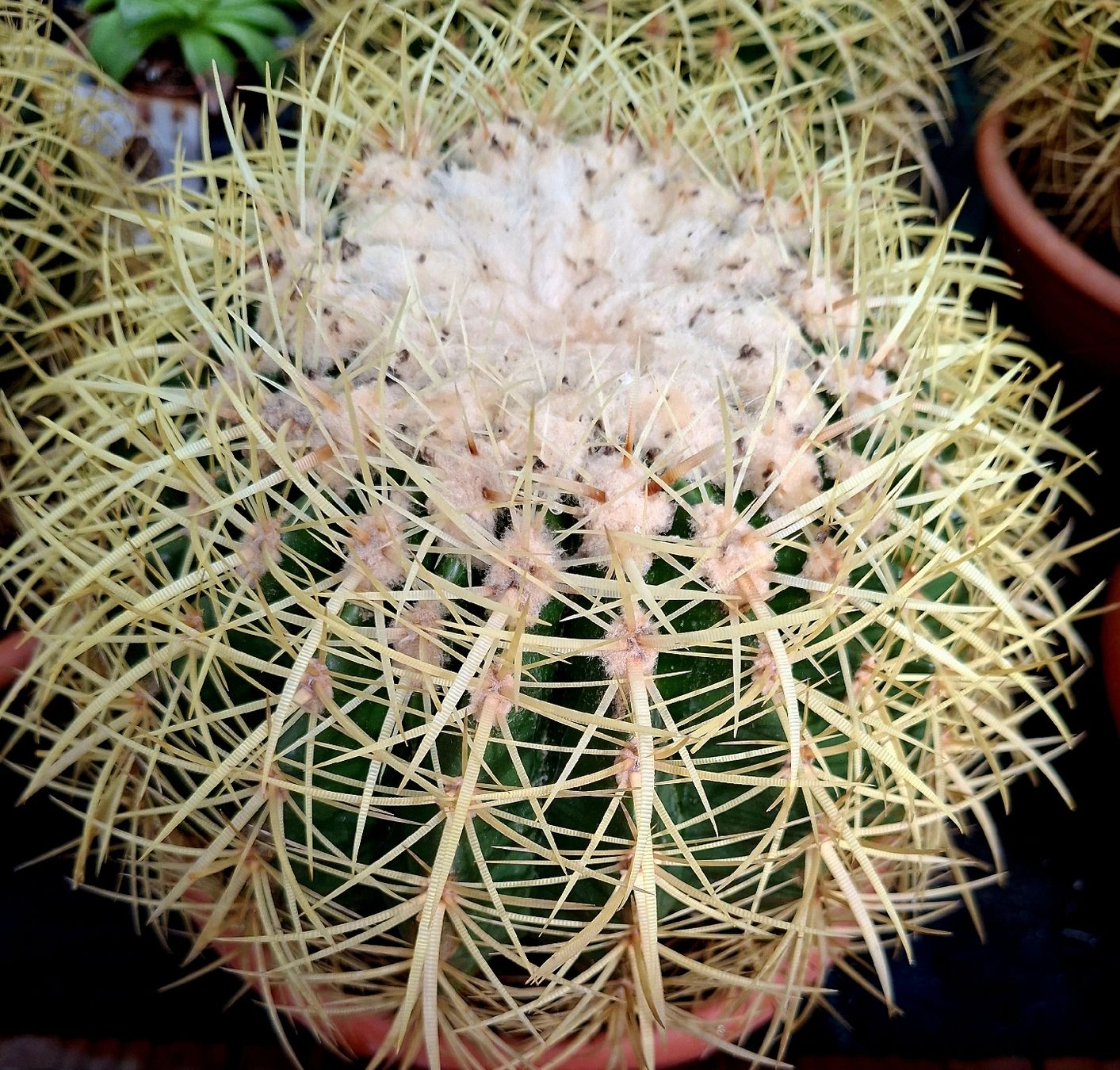 Piante & sementi: XL ECHINOCACTUS D: 25 -30 cm. Echinocactus SUPERDECORATIV! – Nuovo e nell'imballaggio originale da Rovio venduto da POSITIFFARTandPLANTS 5