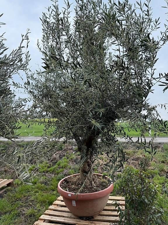 Pflanzen & Samen: Olivenbaum in Tontopfoptik 1 – Neu und originalverpackt aus Zuckenriet von Thur_Plant
