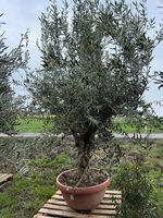 Olivenbaum in Tontopfoptik 1