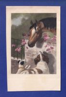 CHEVAL et chien