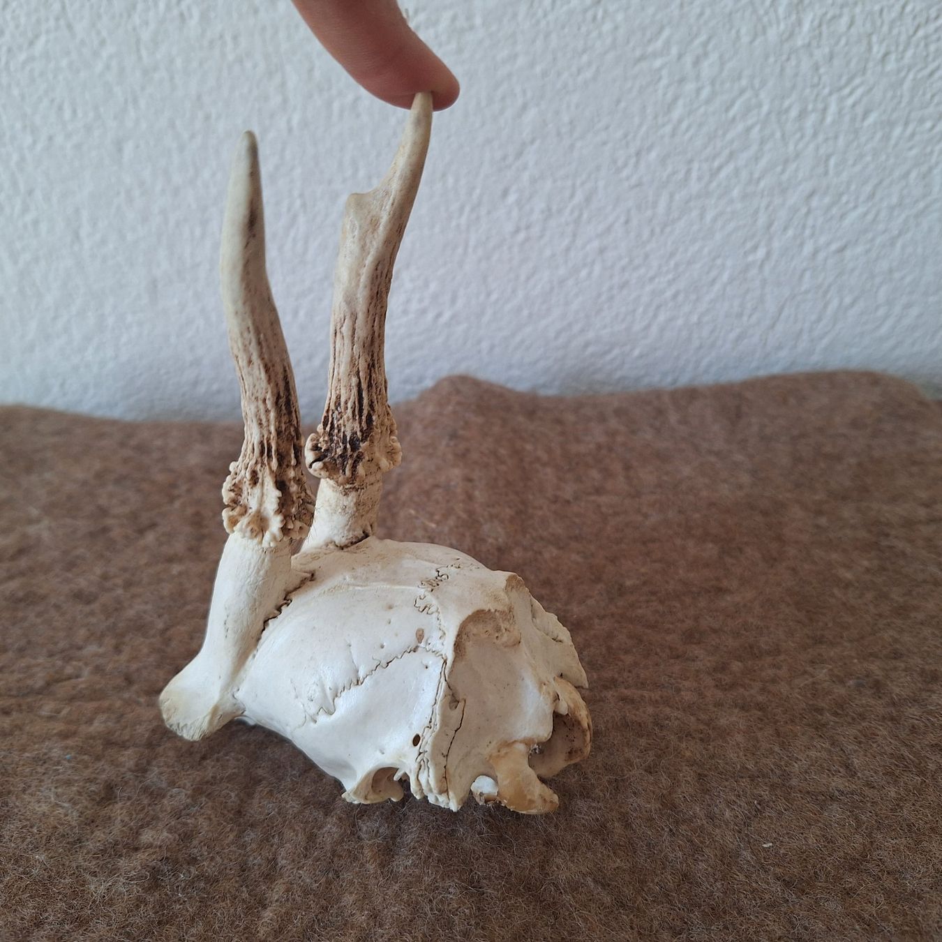Altre raccolte & rarità: Tierschädel (2) – Usato da Winterthur venduto da ric_rl7n 4